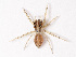  (Euryattus - NMF2012-01399.PK171)  @15 [ ] CreativeCommons - Attribution Non-Commercial Share-Alike (2012) Unspecified Natuurmuseum Fryslân