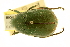  (Anomala albopilosa - BIOUG00939-A12)  @11 [ ] CreativeCommons - Attribution (2010) CBG Photography Group Centre for Biodiversity Genomics