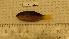  ( - KIF11_1074_FC01)  @12 [ ] Copyright (2011) Julia K Baum University of Victoria