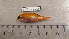  (Pseudanthias bartlettorum - KIF11_648_FC01)  @14 [ ] Copyright (2011) Julia K Baum University of Victoria