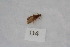  (Lepidostoma brueckmanni - 12HMCAD-45)  @13 [ ] Unspecified (default): All Rights Reserved  None Unspecified