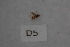  (Psychomyia eriphyle - 12HMCAD-46)  @11 [ ] Unspecified (default): All Rights Reserved  None Unspecified