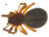  ( - 07CHU-AR-0009)  @12 [ ] CreativeCommons - Attribution (2009) Emily Robinson, Biodiversity Institute of Ontario Centre for Biodiversity Genomics