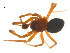  ( - 07CHU-AR-0026)  @13 [ ] CreativeCommons - Attribution (2009) Emily Robinson, Biodiversity Institute of Ontario Centre for Biodiversity Genomics