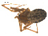  ( - 07CHU-AR-0027)  @12 [ ] CreativeCommons - Attribution (2009) Emily Robinson, Biodiversity Institute of Ontario Centre for Biodiversity Genomics