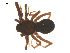  ( - 07CHU-AR-0051)  @12 [ ] CreativeCommons - Attribution (2009) Emily Robinson, Biodiversity Institute of Ontario Centre for Biodiversity Genomics