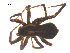  ( - 07CHU-AR-0244)  @12 [ ] CreativeCommons - Attribution (2009) Emily Robinson, Biodiversity Institute of Ontario Centre for Biodiversity Genomics