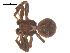  ( - 07CHU-AR-0269)  @12 [ ] CreativeCommons - Attribution (2009) Emily Robinson, Biodiversity Institute of Ontario Centre for Biodiversity Genomics