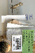  (Limnephilus abbreviatus - 09MNKK0253)  @12 [ ] Copyright (2010) Unspecified Rutgers University