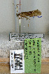  (Limnephilus fagus - 09MNKK0258)  @13 [ ] Copyright (2010) Unspecified Rutgers University