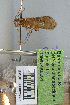  (Limnephilus hamifer - 09MNKK0261)  @13 [ ] Copyright (2010) Unspecified Rutgers University