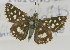  (Spialia sp. io - NMK-ENTO 2671)  @11 [ ] Unspecified (default): All Rights Reserved  Unspecified Unspecified