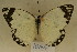  (Belenois creone - MSA 1044)  @14 [ ] Copyright (2011) NMK National Museums of Kenya