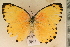  (Belenois thysa - MSA 1471)  @15 [ ] Copyright (2011) NMK National Museums of Kenya