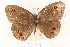  ( - MSA 979)  @12 [ ] Copyright (2011) NMK National Museums of Kenya