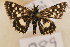  (Spialia dromus - MSA 989)  @13 [ ] Copyright (2011) NMK National Museums of Kenya