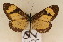  (Acraea disjuncta - SN 1455)  @13 [ ] Copyright (2011) NMK National Museums of Kenya