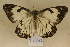  (Belenois aurota - TT 242)  @11 [ ] Copyright (2011) NMK National Museums of Kenya