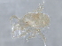  (Iphidozercon corticalis - BIOUG42534-C12)  @11 [ ] CreativeCommons - Attribution (2021) CBG Photography Group Centre for Biodiversity Genomics