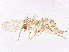  ( - BIOUG48556-H01)  @11 [ ] CreativeCommons - Attribution (2024) CBG Photography Group Centre for Biodiversity Genomics