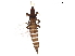  (Haplothrips globiceps - BIOUG43356-C12)  @13 [ ] CreativeCommons - Attribution (2019) CBG Photography Group Centre for Biodiversity Genomics