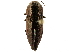  (Chalcogenia - BIOUG45328-H04)  @11 [ ] CreativeCommons - Attribution (2019) CBG Photography Group Centre for Biodiversity Genomics