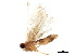  ( - BIOUG42896-G11)  @11 [ ] CreativeCommons - Attribution (2018) CBG Photography Group Centre for Biodiversity Genomics