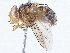  (Cordylobia - BIOUG47857-A04)  @14 [ ] CreativeCommons - Attribution (2019) CBG Photography Group Centre for Biodiversity Genomics