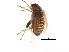  ( - BIOUG42897-E09)  @11 [ ] CreativeCommons - Attribution (2018) CBG Photography Group Centre for Biodiversity Genomics