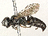  ( - BIOUG46995-D10)  @11 [ ] CreativeCommons - Attribution (2024) CBG Photography Group Centre for Biodiversity Genomics