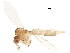  (Sergentomyia schwetzi - BIOUG42899-B09)  @11 [ ] CreativeCommons - Attribution (2018) CBG Photography Group Centre for Biodiversity Genomics
