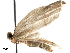  (Palaeaspilates BOLD:ADU5415 - BIOUG42505-G03)  @11 [ ] CreativeCommons - Attribution (2019) CBG Photography Group Centre for Biodiversity Genomics