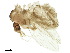  ( - BIOUG42900-A11)  @11 [ ] CreativeCommons - Attribution (2018) CBG Photography Group Centre for Biodiversity Genomics