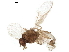  ( - BIOUG43407-C01)  @11 [ ] CreativeCommons - Attribution (2019) CBG Photography Group Centre for Biodiversity Genomics