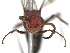  ( - BIOUG45328-C04)  @11 [ ] CreativeCommons - Attribution (2020) CBG Photography Group Centre for Biodiversity Genomics