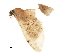  (Idaea BOLD:ADS8996 - BIOUG45272-D09)  @11 [ ] CreativeCommons - Attribution (2019) CBG Photography Group Centre for Biodiversity Genomics