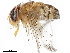  ( - BIOUG43501-B04)  @11 [ ] CreativeCommons - Attribution (2019) CBG Photography Group Centre for Biodiversity Genomics