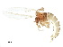  ( - BIOUG42907-C06)  @11 [ ] CreativeCommons - Attribution (2018) CBG Photography Group Centre for Biodiversity Genomics