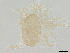  (Iphidozercon australis - BIOUG46681-C08)  @11 [ ] CreativeCommons - Attribution (2021) CBG Photography Group Centre for Biodiversity Genomics