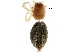  ( - BIOUG42912-G06)  @11 [ ] CreativeCommons - Attribution (2018) CBG Photography Group Centre for Biodiversity Genomics