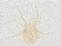  (Ameroseius sp. JCS01 - BIOUG45183-H10)  @11 [ ] CreativeCommons - Attribution (2021) CBG Photography Group Centre for Biodiversity Genomics