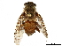  ( - BIOUG42394-D06)  @11 [ ] CreativeCommons - Attribution (2019) CBG Photography Group Centre for Biodiversity Genomics