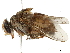  (Bengalia peuhi - BIOUG42394-D06)  @11 [ ] CreativeCommons - Attribution (2019) CBG Photography Group Centre for Biodiversity Genomics