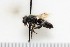  (Colletes nigrifrons - AKBS-2012-11)  @11 [ ] (by) (2018) Unspecified Trent University