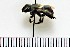 (Osmia paradisica - AKCP-2017-01)  @14 [ ] (by) (2018) Unspecified Trent University