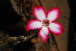  ( - OM0786)  @11 [ ] Unspecified (default): All Rights Reserved  Unspecified Unspecified