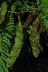  (Senegalia schweinfurthii - OM0604)  @14 [ ] Unspecified (default): All Rights Reserved  Unspecified Unspecified