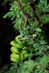  (Vachellia tortilis - RL1612)  @13 [ ] Unspecified (default): All Rights Reserved  Unspecified Unspecified