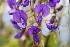  (Bolusanthus - RL1251)  @11 [ ] Unspecified (default): All Rights Reserved  Unspecified Unspecified