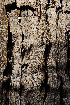  ( - RL1189)  @11 [ ] Unspecified (default): All Rights Reserved  Unspecified Unspecified